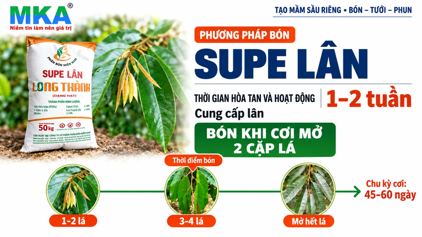 Kỹ thuật tạo mầm sầu riêng bằng Super Lân